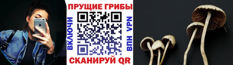 Галлюциногенные грибы прущие грибы  где продают наркотики  Калуга 