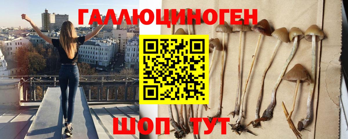 Псилоцибиновые грибы Cubensis Калуга